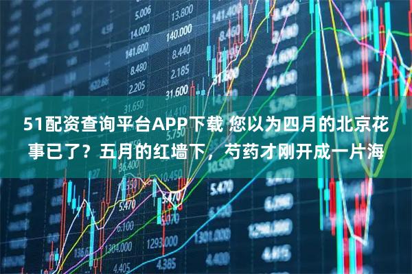 51配资查询平台APP下载 您以为四月的北京花事已了？五月的红墙下，芍药才刚开成一片海